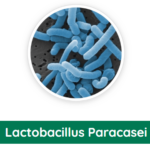 lactobacillus-paracasei.png